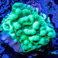 Montipora Coral- Candy Apple 🍏 Monti Frag Montipora Coral- Candy Apple 🍏 Monti Frag SPS Montipora Coral- Candy Apple 🍏 Monti Frag Zeo Box Reef