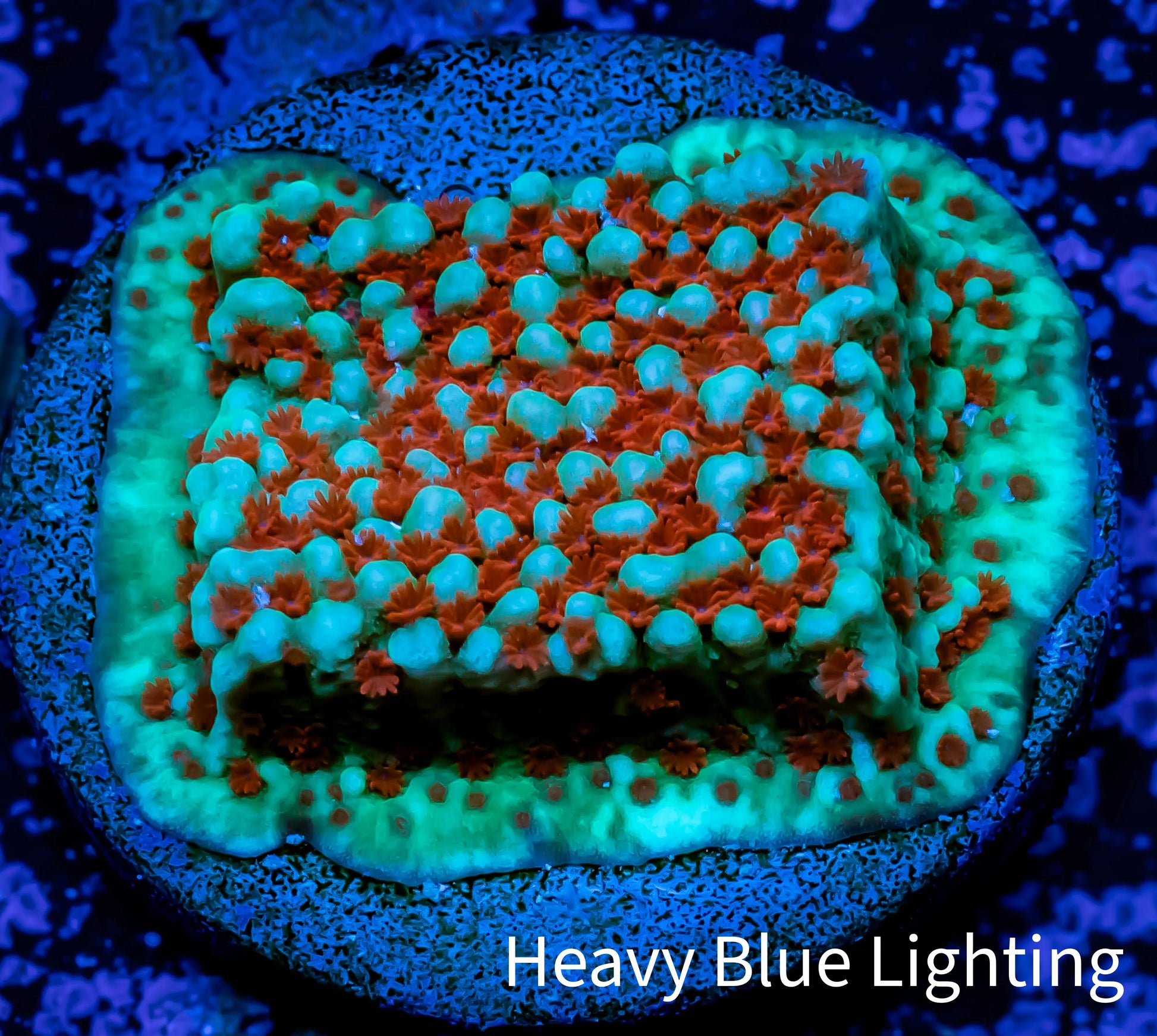 Montipora Coral- Chilli Pepper Monti Frag WYSIWYG Montipora Coral- Chilli Pepper Monti Frag WYSIWYG SPS Montipora Coral- Chilli Pepper Monti Frag WYSIWYG Zeo Box Reef