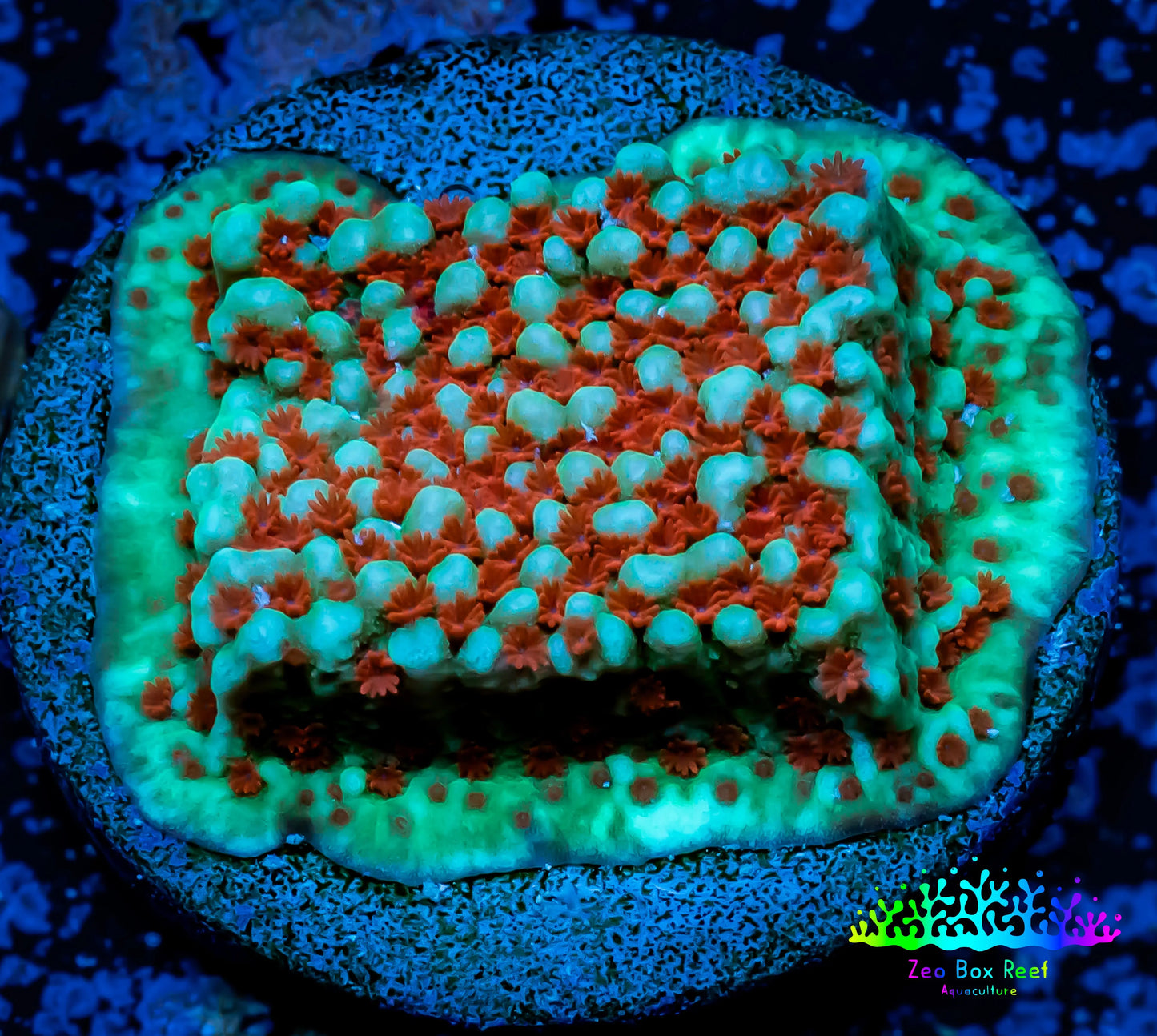 Montipora Coral- Chilli Pepper Monti Frag WYSIWYG Montipora Coral- Chilli Pepper Monti Frag WYSIWYG SPS Montipora Coral- Chilli Pepper Monti Frag WYSIWYG Zeo Box Reef