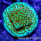 Montipora Coral- Chilli Pepper Monti Frag WYSIWYG (Copy) Montipora Coral- Chilli Pepper Monti Frag WYSIWYG (Copy) SPS Montipora Coral- Chilli Pepper Monti Frag WYSIWYG (Copy) Zeo Box Reef