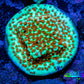Montipora Coral- Chilli Pepper Monti Frag WYSIWYG (Copy) Montipora Coral- Chilli Pepper Monti Frag WYSIWYG (Copy) SPS Montipora Coral- Chilli Pepper Monti Frag WYSIWYG (Copy) Zeo Box Reef
