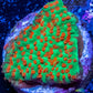 Montipora Coral- Frag- Chilli Pepper 🌶️ Monti Montipora Coral- Frag- Chilli Pepper 🌶️ Monti SPS Montipora Coral- Frag- Chilli Pepper 🌶️ Monti Zeo Box Reef