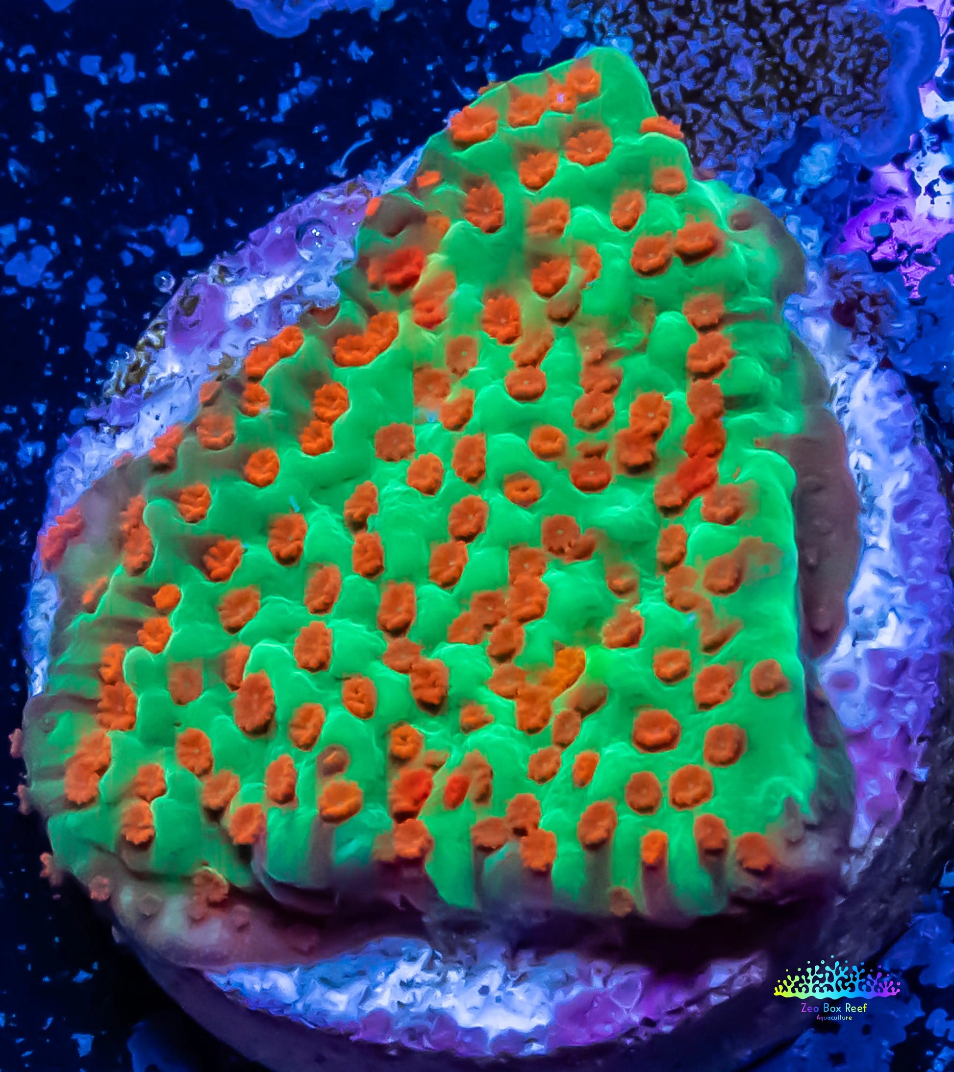 Montipora Coral- Frag- Chilli Pepper 🌶️ Monti Montipora Coral- Frag- Chilli Pepper 🌶️ Monti SPS Montipora Coral- Frag- Chilli Pepper 🌶️ Monti Zeo Box Reef