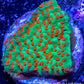 Montipora Coral- Frag- Chilli Pepper 🌶️ Monti Montipora Coral- Frag- Chilli Pepper 🌶️ Monti SPS Montipora Coral- Frag- Chilli Pepper 🌶️ Monti Zeo Box Reef