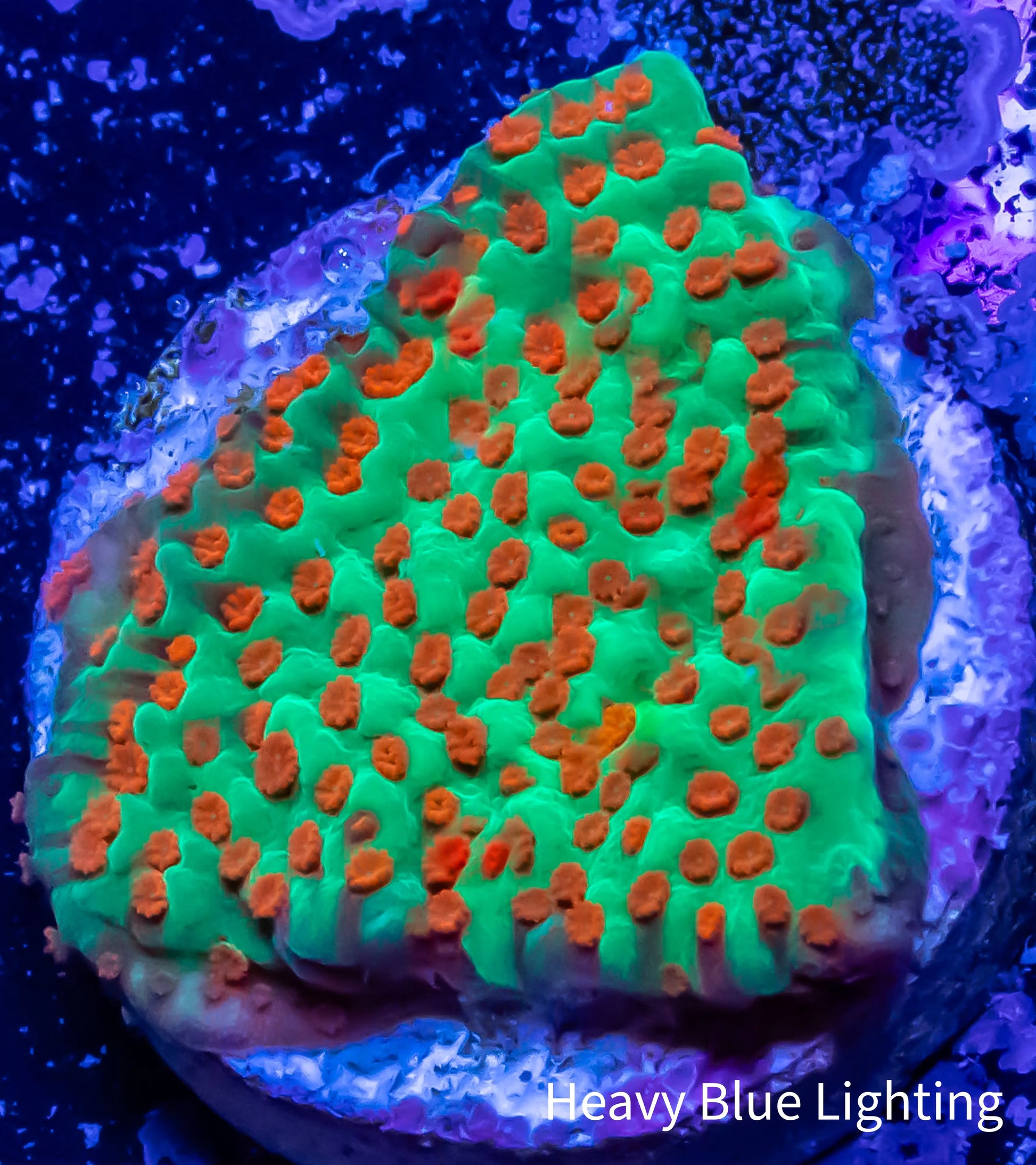 Montipora Coral- Frag- Chilli Pepper 🌶️ Monti Montipora Coral- Frag- Chilli Pepper 🌶️ Monti SPS Montipora Coral- Frag- Chilli Pepper 🌶️ Monti Zeo Box Reef