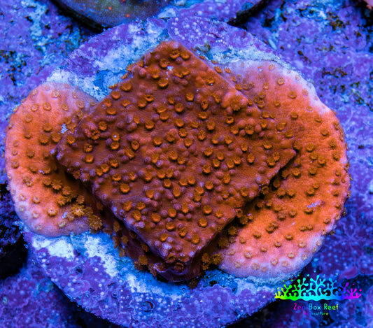Montipora Coral Frag WYSIWYG Montipora Coral Frag WYSIWYG SPS Montipora Coral Frag WYSIWYG Zeo Box Reef