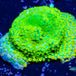 Montipora Coral- Melting  RainBow 🌈 Monti Frag Montipora Coral- Melting  RainBow 🌈 Monti Frag SPS Montipora Coral- Melting  RainBow 🌈 Monti Frag Zeo Box Reef