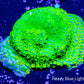 Montipora Coral- Melting  RainBow 🌈 Monti Frag Montipora Coral- Melting  RainBow 🌈 Monti Frag SPS Montipora Coral- Melting  RainBow 🌈 Monti Frag Zeo Box Reef