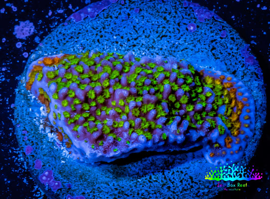Montipora Coral- Monti Frag WYSIWYG Montipora Coral- Monti Frag WYSIWYG SPS Montipora Coral- Monti Frag WYSIWYG Zeo Box Reef
