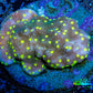 Montipora Coral- Monti Frag WYSIWYG Montipora Coral- Monti Frag WYSIWYG SPS Montipora Coral- Monti Frag WYSIWYG Zeo Box Reef