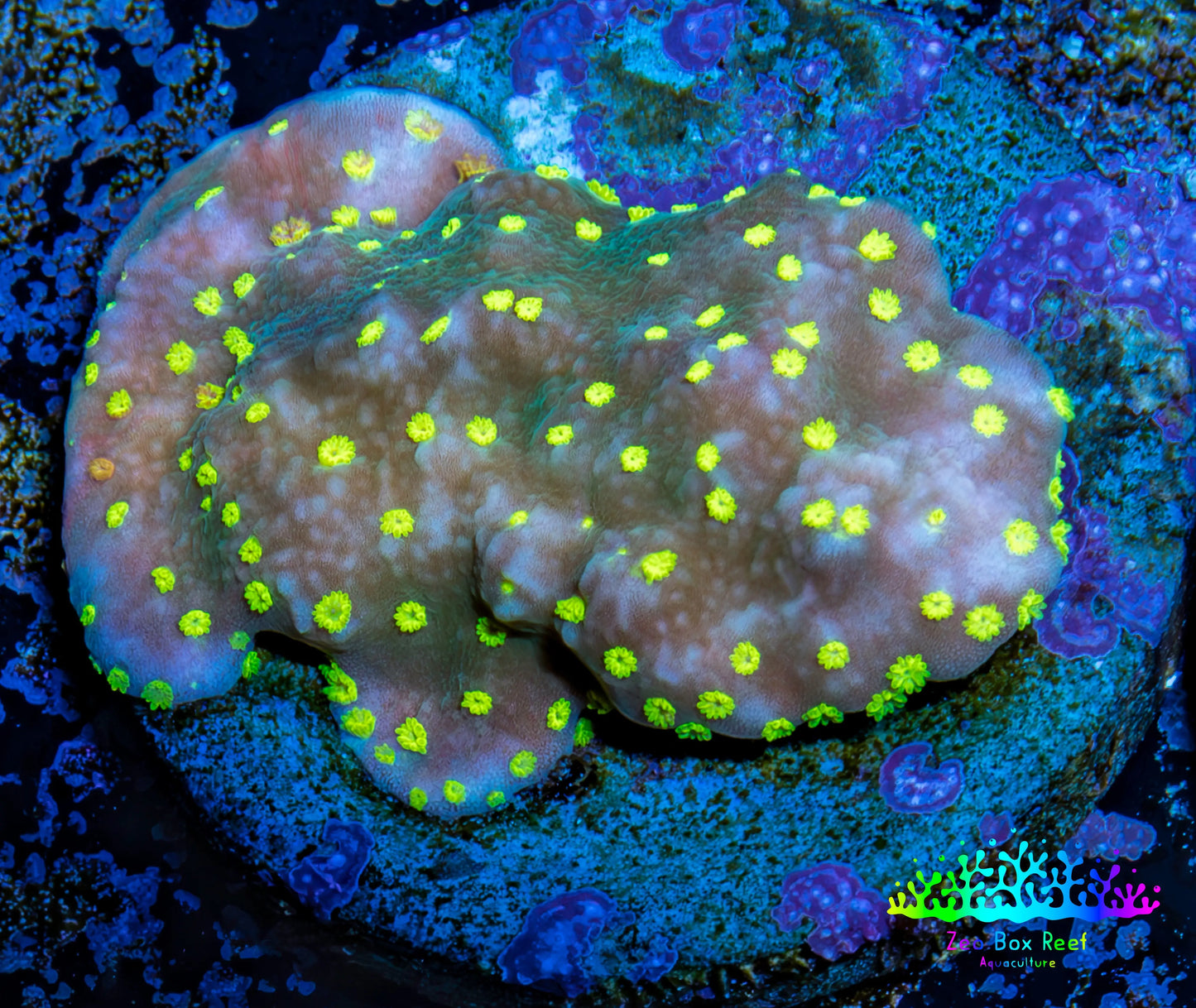 Montipora Coral- Monti Frag WYSIWYG Montipora Coral- Monti Frag WYSIWYG SPS Montipora Coral- Monti Frag WYSIWYG Zeo Box Reef