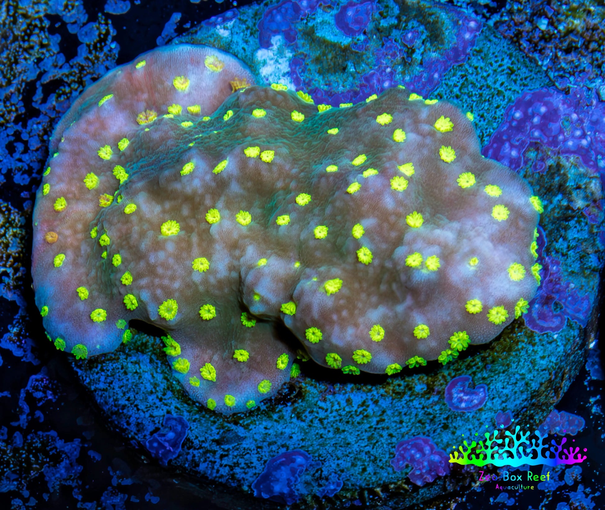 Montipora Coral- Monti Frag WYSIWYG Montipora Coral- Monti Frag WYSIWYG SPS Montipora Coral- Monti Frag WYSIWYG Zeo Box Reef