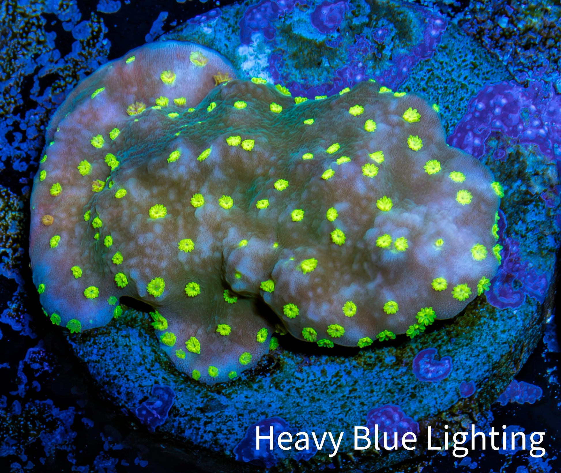 Montipora Coral- Monti Frag WYSIWYG Montipora Coral- Monti Frag WYSIWYG SPS Montipora Coral- Monti Frag WYSIWYG Zeo Box Reef