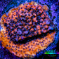 Montipora Coral- Mystic Sunset Monti Frag WYSIWYG Montipora Coral- Mystic Sunset Monti Frag WYSIWYG SPS Montipora Coral- Mystic Sunset Monti Frag WYSIWYG Zeo Box Reef