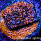 Montipora Coral- Mystic Sunset Monti Frag WYSIWYG Montipora Coral- Mystic Sunset Monti Frag WYSIWYG SPS Montipora Coral- Mystic Sunset Monti Frag WYSIWYG Zeo Box Reef