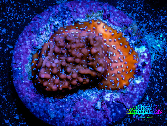 Montipora Coral- Mystic Sunset Monti Frag WYSIWYG Montipora Coral- Mystic Sunset Monti Frag WYSIWYG SPS Montipora Coral- Mystic Sunset Monti Frag WYSIWYG Zeo Box Reef