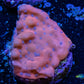 Montipora Coral- Phoenix  Monti Frag Montipora Coral- Phoenix  Monti Frag SPS Montipora Coral- Phoenix  Monti Frag Zeo Box Reef