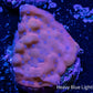 Montipora Coral- Phoenix  Monti Frag Montipora Coral- Phoenix  Monti Frag SPS Montipora Coral- Phoenix  Monti Frag Zeo Box Reef