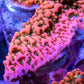 Montipora Coral- SPS Frag- WWC Cherry Tree 🍒Monti Montipora Coral- SPS Frag- WWC Cherry Tree 🍒Monti SPS Montipora Coral- SPS Frag- WWC Cherry Tree 🍒Monti Zeo Box Reef