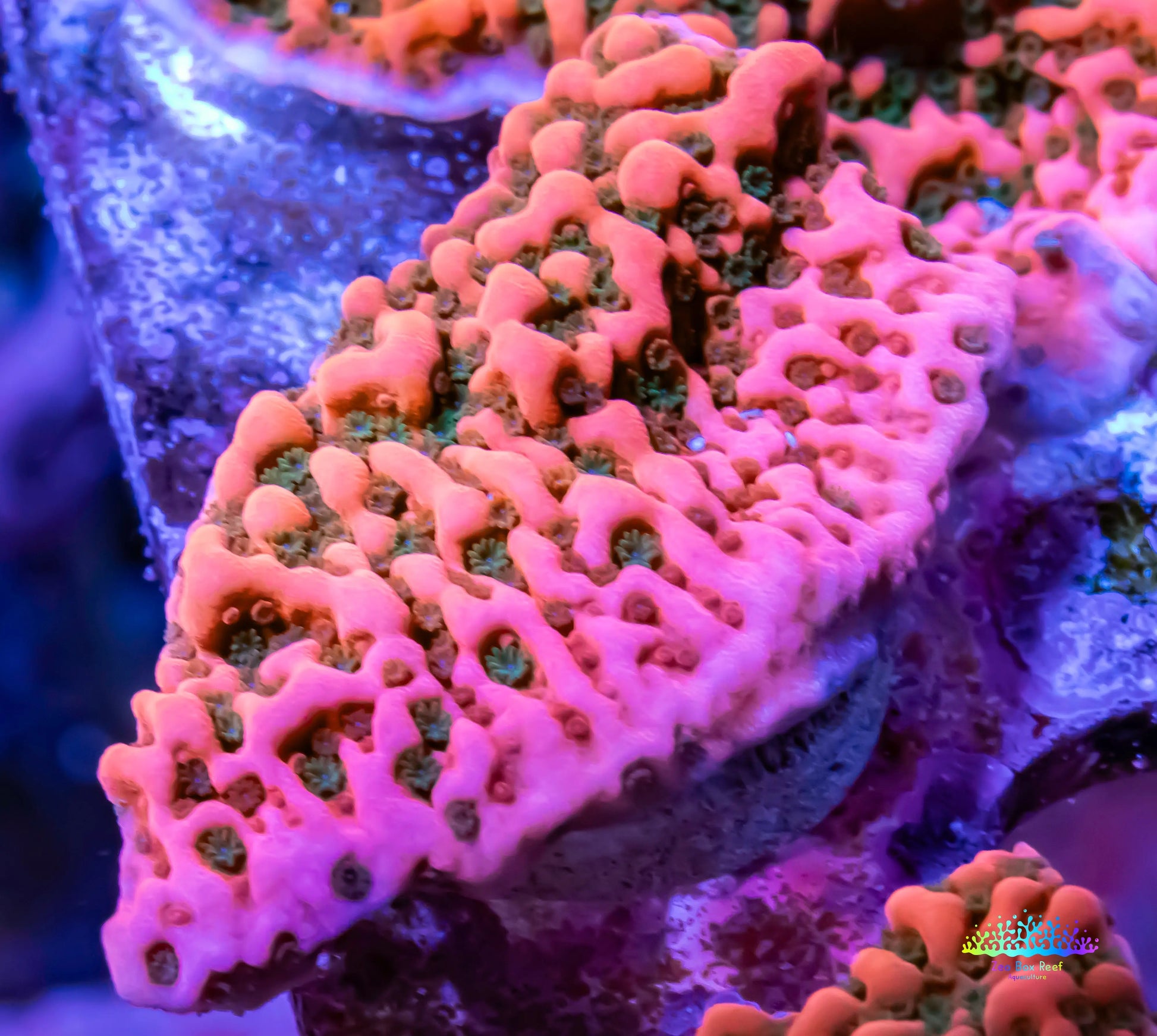 Montipora Coral- SPS Frag- WWC Cherry Tree 🍒Monti Montipora Coral- SPS Frag- WWC Cherry Tree 🍒Monti SPS Montipora Coral- SPS Frag- WWC Cherry Tree 🍒Monti Zeo Box Reef