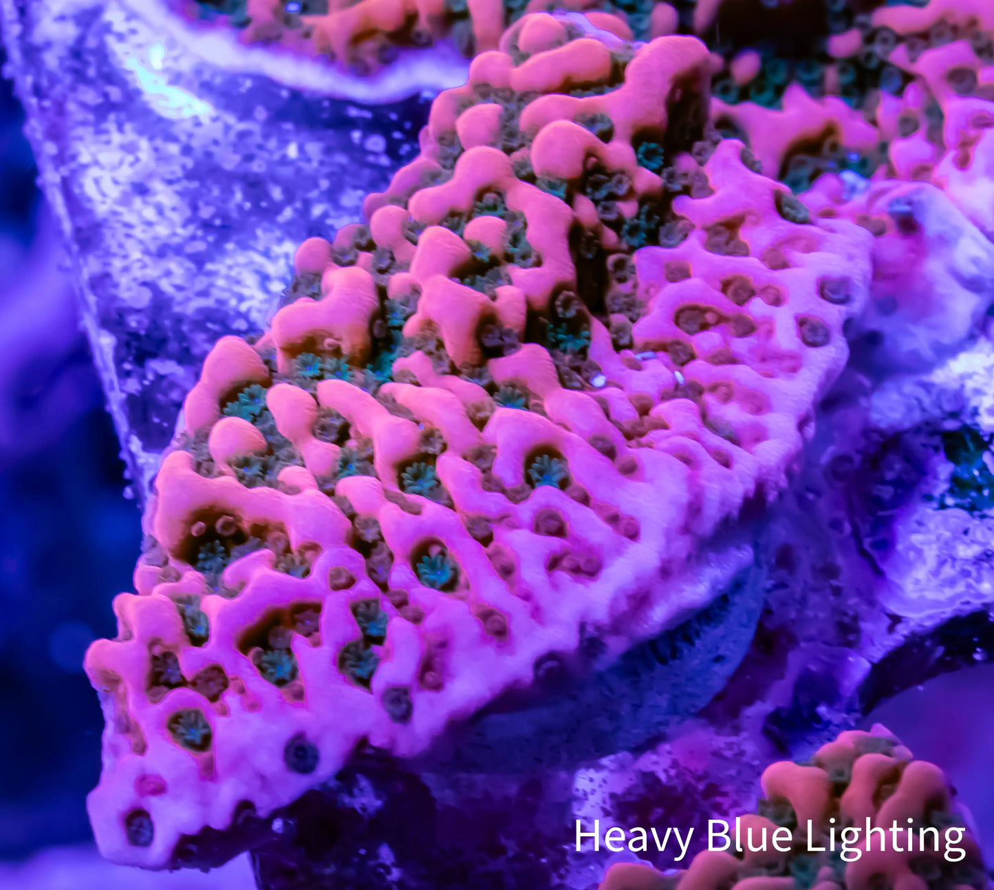 Montipora Coral- SPS Frag- WWC Cherry Tree 🍒Monti Montipora Coral- SPS Frag- WWC Cherry Tree 🍒Monti SPS Montipora Coral- SPS Frag- WWC Cherry Tree 🍒Monti Zeo Box Reef