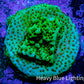 Montipora Coral-  Seasons Greetings 🎄 Monti Frag Montipora Coral-  Seasons Greetings 🎄 Monti Frag SPS Montipora Coral-  Seasons Greetings 🎄 Monti Frag Zeo Box Reef