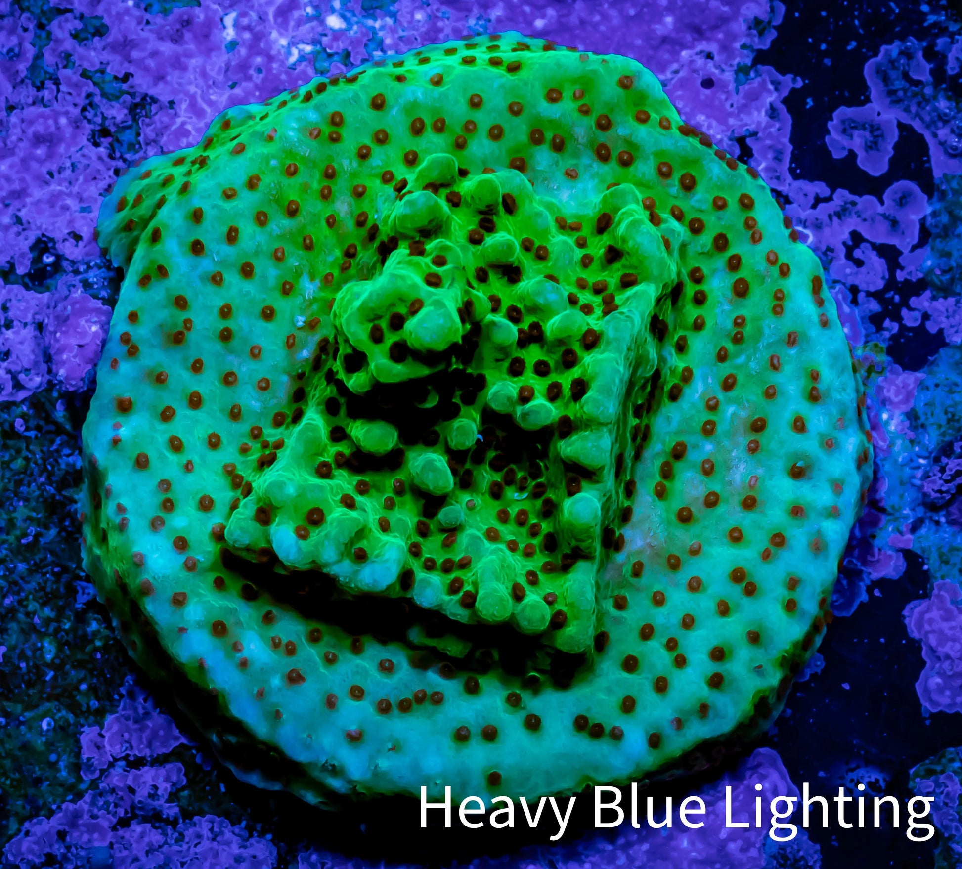 Montipora Coral-  Seasons Greetings 🎄 Monti Frag Montipora Coral-  Seasons Greetings 🎄 Monti Frag SPS Montipora Coral-  Seasons Greetings 🎄 Monti Frag Zeo Box Reef