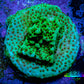 Montipora Coral-  Seasons Greetings 🎄 Monti Frag Montipora Coral-  Seasons Greetings 🎄 Monti Frag SPS Montipora Coral-  Seasons Greetings 🎄 Monti Frag Zeo Box Reef