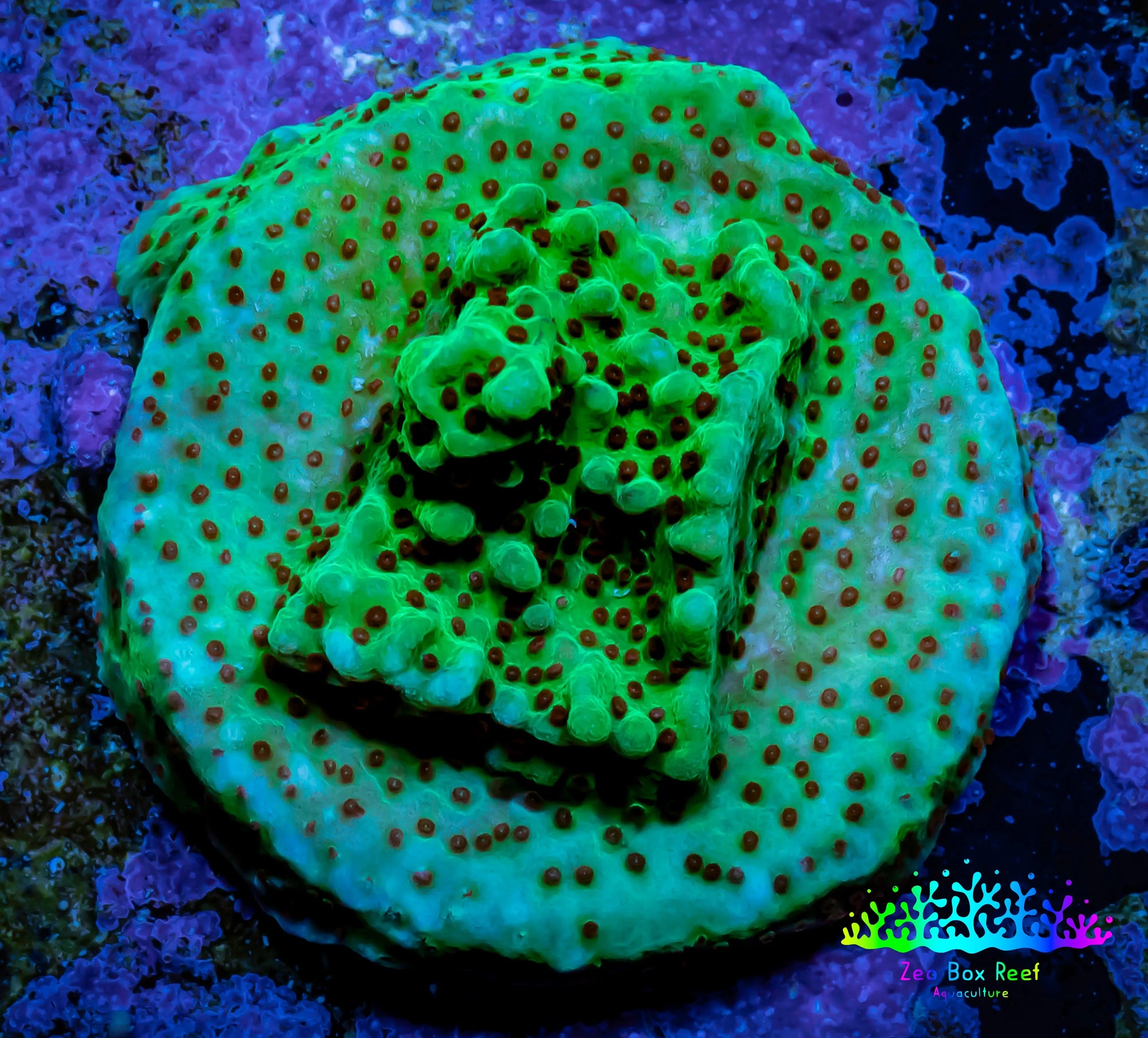 Montipora Coral-  Seasons Greetings 🎄 Monti Frag Montipora Coral-  Seasons Greetings 🎄 Monti Frag SPS Montipora Coral-  Seasons Greetings 🎄 Monti Frag Zeo Box Reef