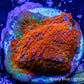 Montipora Coral- Super Mario Bros Monti Frag Montipora Coral- Super Mario Bros Monti Frag SPS Montipora Coral- Super Mario Bros Monti Frag Zeo Box Reef