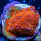 Montipora Coral- Super Mario Bros Monti Frag Montipora Coral- Super Mario Bros Monti Frag SPS Montipora Coral- Super Mario Bros Monti Frag Zeo Box Reef
