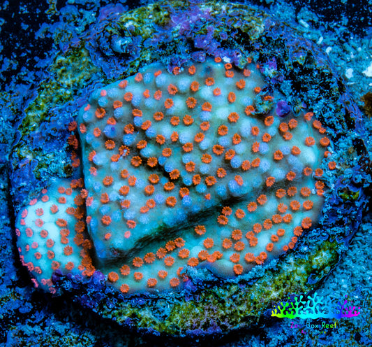 Montipora Coral- Superman Monti WYSIWYG Montipora Coral- Superman Monti WYSIWYG SPS Montipora Coral- Superman Monti WYSIWYG Zeo Box Reef