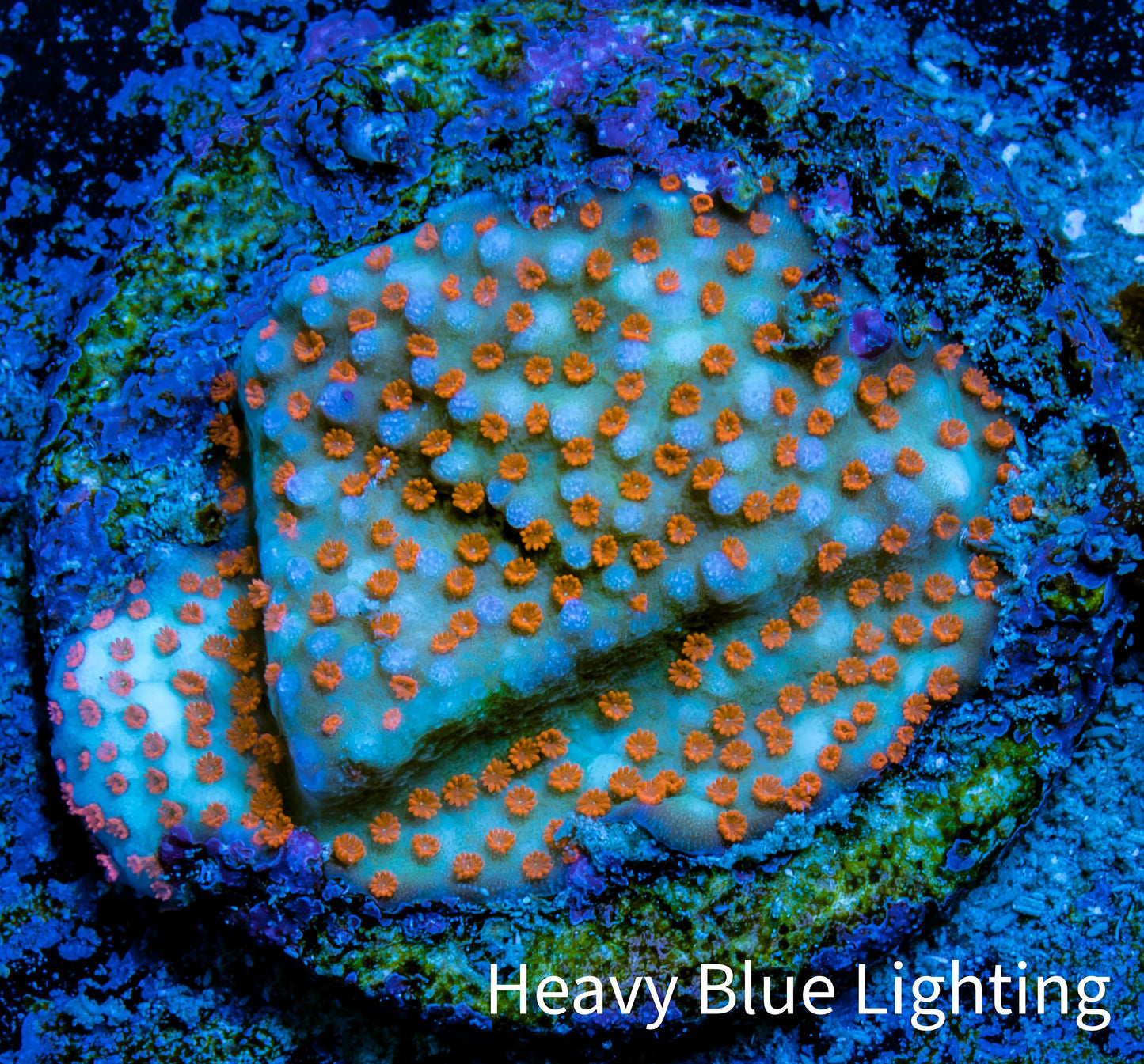 Montipora Coral- Superman Monti WYSIWYG Montipora Coral- Superman Monti WYSIWYG SPS Montipora Coral- Superman Monti WYSIWYG Zeo Box Reef