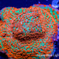 Montipora Coral- Tickled Pink Monti Montipora Coral- Tickled Pink Monti SPS Montipora Coral- Tickled Pink Monti Zeo Box Reef