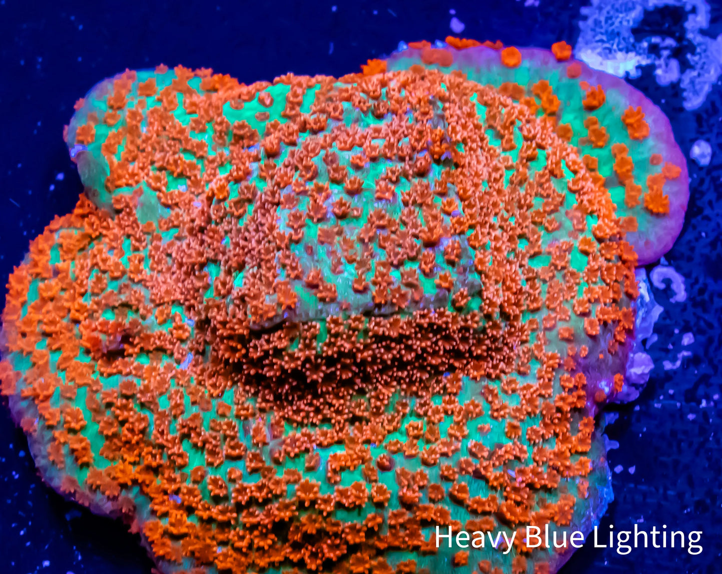 Montipora Coral- Tickled Pink Monti Montipora Coral- Tickled Pink Monti SPS Montipora Coral- Tickled Pink Monti Zeo Box Reef