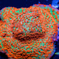 Montipora Coral- Tickled Pink Monti Montipora Coral- Tickled Pink Monti SPS Montipora Coral- Tickled Pink Monti Zeo Box Reef