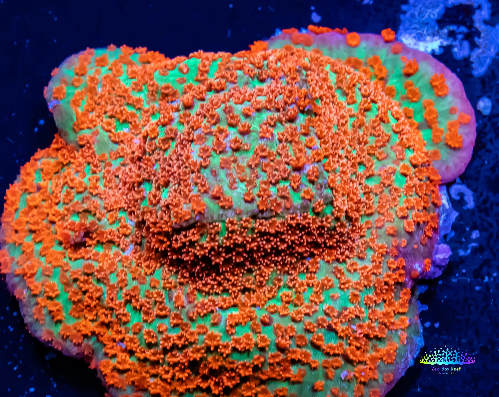 Montipora Coral- Tickled Pink Monti Montipora Coral- Tickled Pink Monti SPS Montipora Coral- Tickled Pink Monti Zeo Box Reef