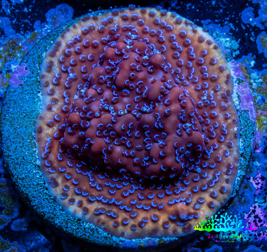 Montipora Coral-  Ultra Monti Frag Montipora Coral-  Ultra Monti Frag SPS Montipora Coral-  Ultra Monti Frag Zeo Box Reef