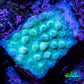 Montipora Coral-   Ultra Neon Danae Monti Frag Montipora Coral-   Ultra Neon Danae Monti Frag SPS Montipora Coral-   Ultra Neon Danae Monti Frag Zeo Box Reef