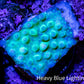 Montipora Coral-   Ultra Neon Danae Monti Frag Montipora Coral-   Ultra Neon Danae Monti Frag SPS Montipora Coral-   Ultra Neon Danae Monti Frag Zeo Box Reef