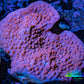 Montipora Coral-  WYSIWYG 8cm Montipora Coral-  WYSIWYG 8cm SPS Montipora Coral-  WYSIWYG 8cm Zeo Box Reef