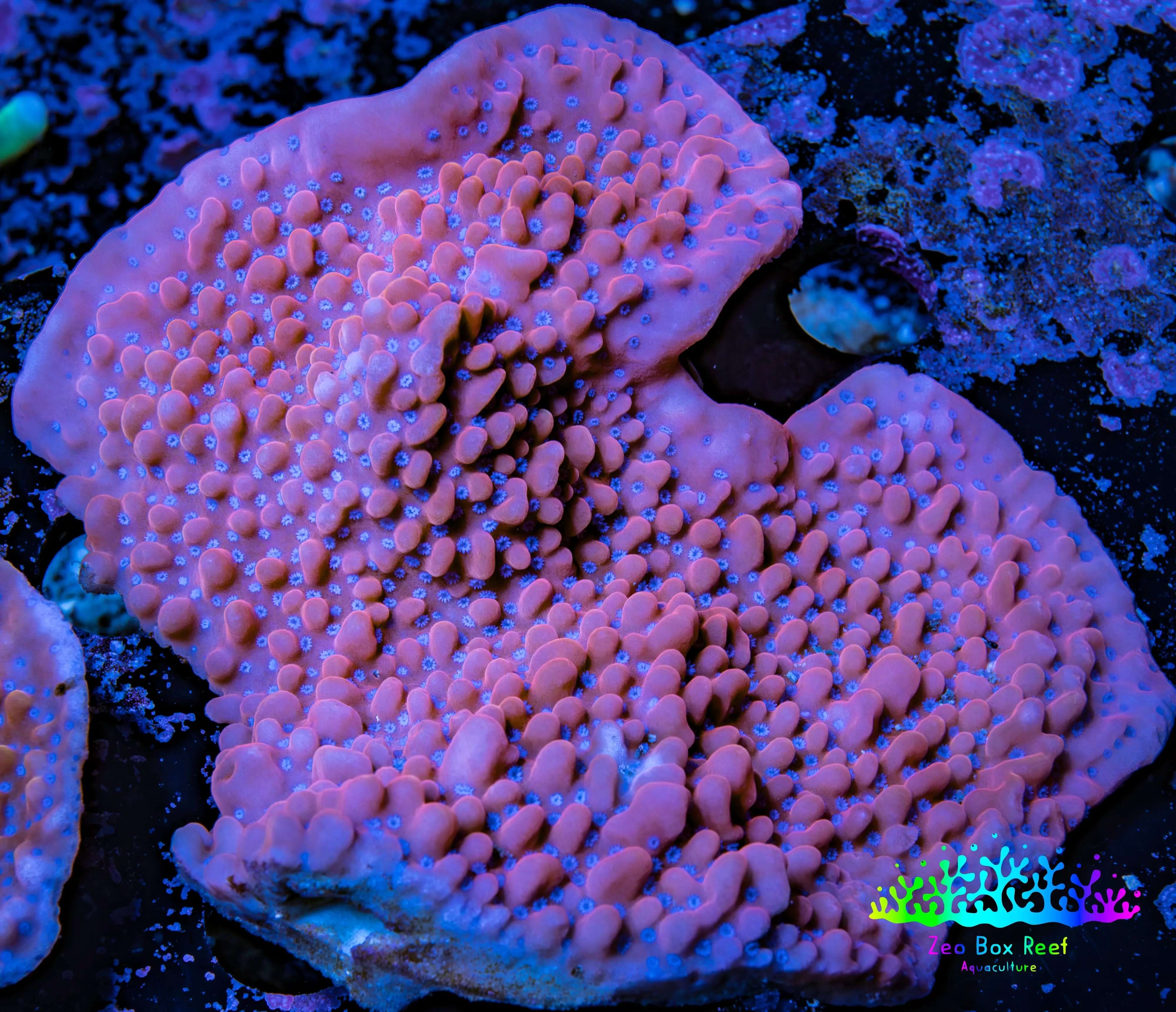 Beautiful view of Monopora Coral Care