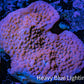 Montipora Coral-  WYSIWYG 8cm Montipora Coral-  WYSIWYG 8cm SPS Montipora Coral-  WYSIWYG 8cm Zeo Box Reef
