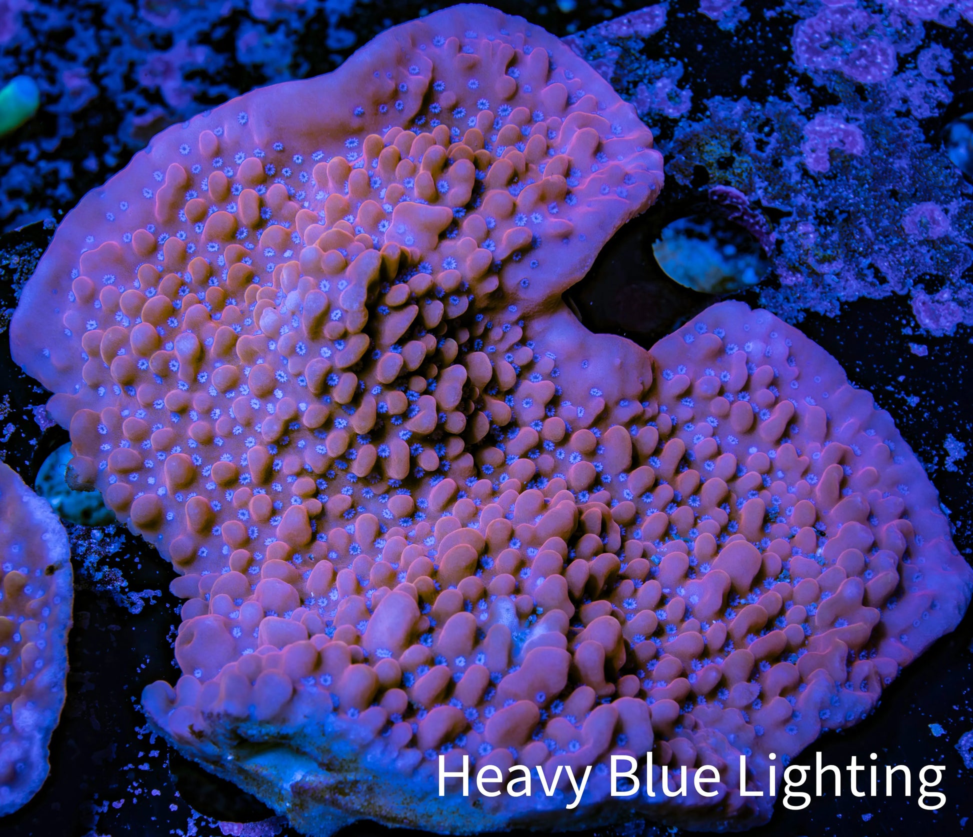 Montipora Coral-  WYSIWYG 8cm Montipora Coral-  WYSIWYG 8cm SPS Montipora Coral-  WYSIWYG 8cm Zeo Box Reef
