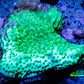 Montipora Coral- Wild Monti WYSIWYG 6cm Montipora Coral- Wild Monti WYSIWYG 6cm SPS Montipora Coral- Wild Monti WYSIWYG 6cm Zeo Box Reef