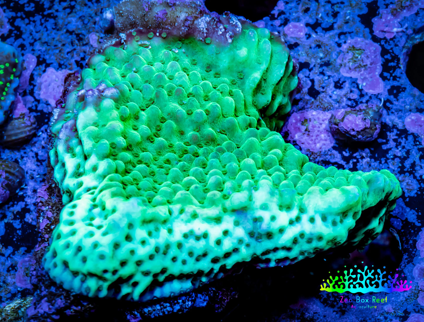 Montipora Coral- Wild Monti WYSIWYG 6cm Montipora Coral- Wild Monti WYSIWYG 6cm SPS Montipora Coral- Wild Monti WYSIWYG 6cm Zeo Box Reef