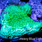 Montipora Coral- Wild Monti WYSIWYG 6cm Montipora Coral- Wild Monti WYSIWYG 6cm SPS Montipora Coral- Wild Monti WYSIWYG 6cm Zeo Box Reef