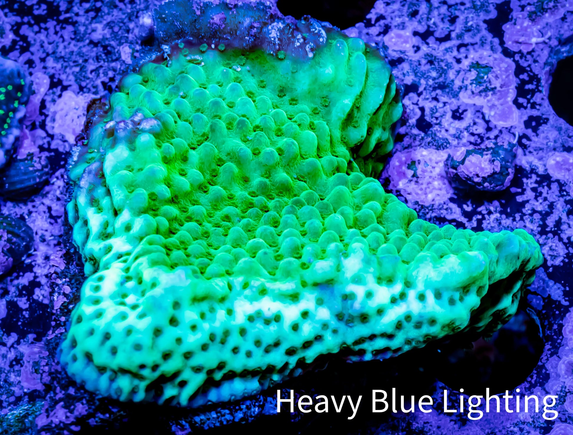 Montipora Coral- Wild Monti WYSIWYG 6cm Montipora Coral- Wild Monti WYSIWYG 6cm SPS Montipora Coral- Wild Monti WYSIWYG 6cm Zeo Box Reef