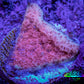 Montipora Coral- ZBR Pink Blizzard   Monti Frag Montipora Coral- ZBR Pink Blizzard   Monti Frag SPS Montipora Coral- ZBR Pink Blizzard   Monti Frag Zeo Box Reef
