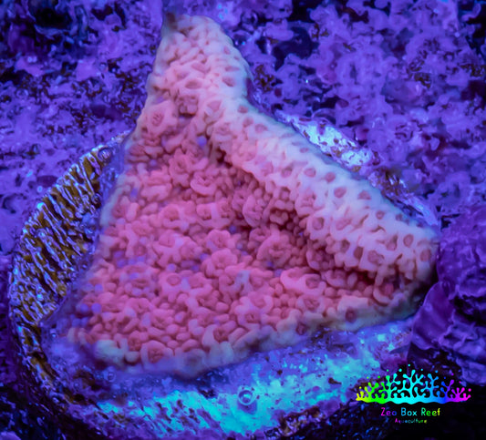 Montipora Coral- ZBR Pink Blizzard   Monti Frag Montipora Coral- ZBR Pink Blizzard   Monti Frag SPS Montipora Coral- ZBR Pink Blizzard   Monti Frag Zeo Box Reef